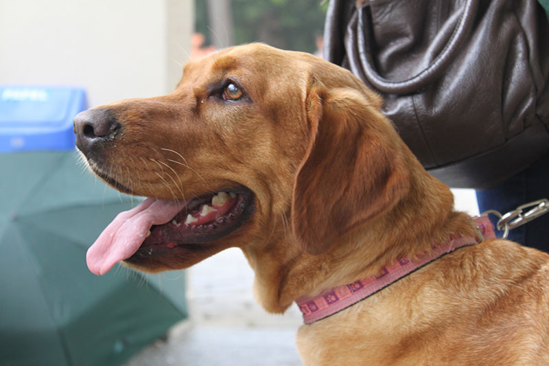 Bênção dos animais no dia de São Francisco
